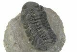Detailed Austerops Trilobite - Ofaten, Morocco #243875-3